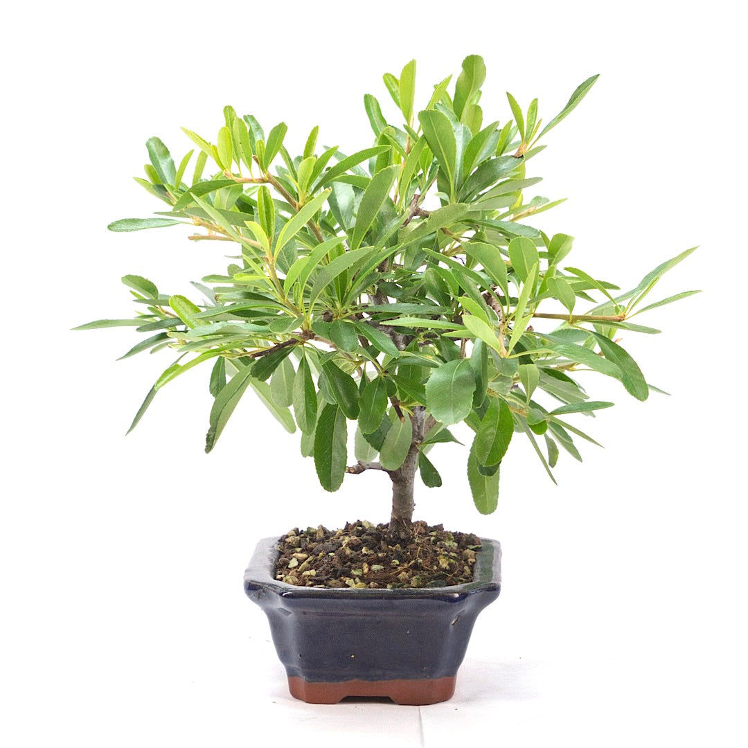 Schmalblättriger Feuerdorn 'Pyracantha angustifolia'