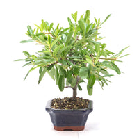 Schmalblättriger Feuerdorn 'Pyracantha angustifolia'