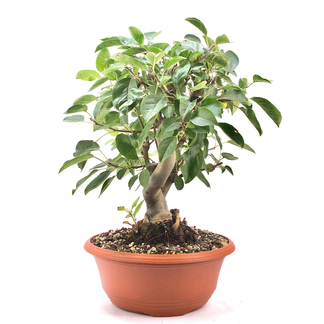 Zierapfel 'Malus spec.'