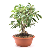 Zierapfel 'Malus spec.'