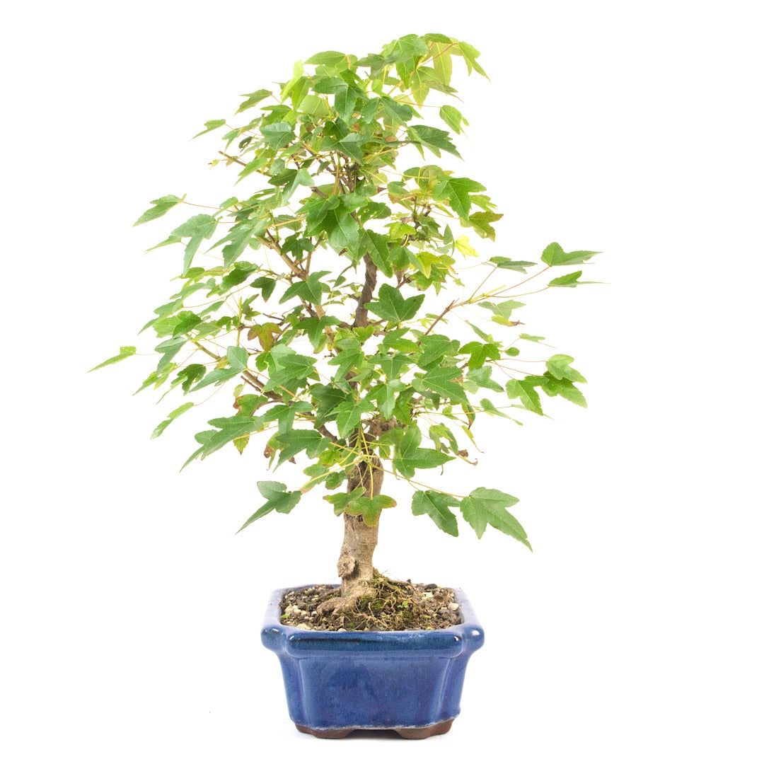 Dreispitz-Ahorn 'Acer buergerianum'