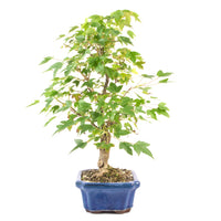 Dreispitz-Ahorn 'Acer buergerianum'