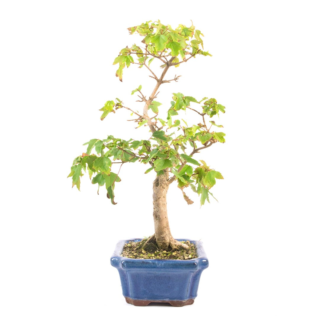 Dreispitz-Ahorn 'Acer buergerianum'