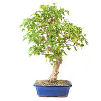 Dreispitz-Ahorn 'Acer buergerianum'