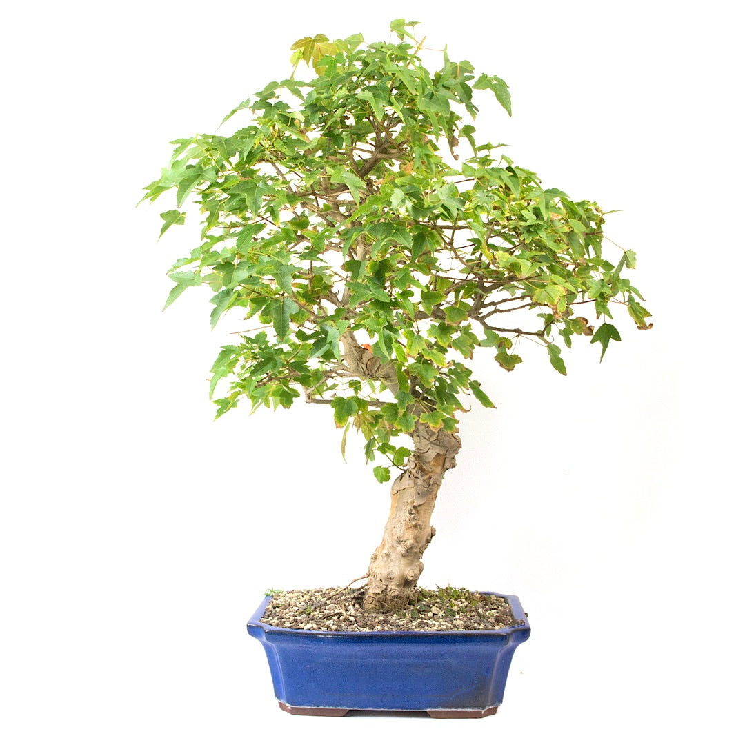 Dreispitz-Ahorn 'Acer buergerianum'