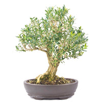 Chinesischer Buchsbaum 'Buxus harlandii'