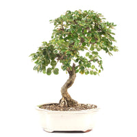 Fächer- Zwergmispel 'Cotoneaster horizontalis'