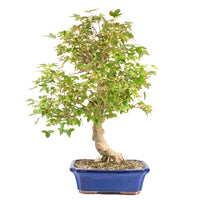 Dreispitz-Ahorn 'Acer buergerianum'