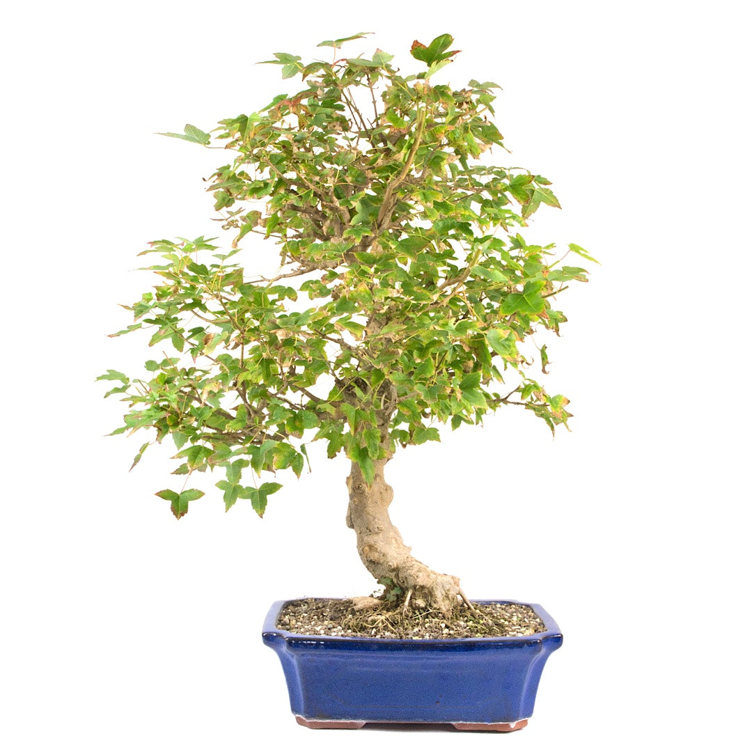 Dreispitz-Ahorn 'Acer buergerianum'