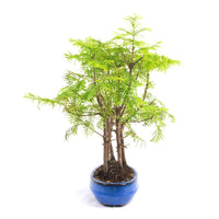 Urwelt Mammutbaum Wald 'Metasequoia glyptostroboides'