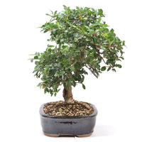 Chinesische Ulme 'Zelkova parvifolia'