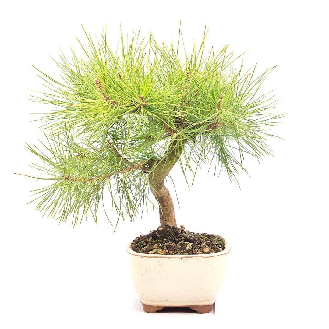 Japanische Schwarzkiefer 'Pinus thunbergii'