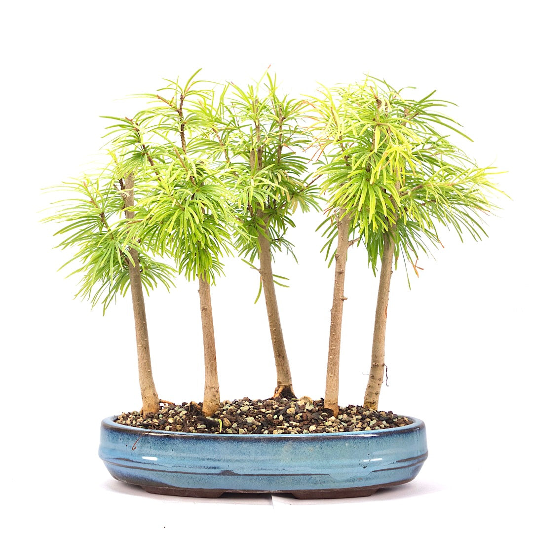 Goldlärche Wald 'Pseudolarix amabilis'