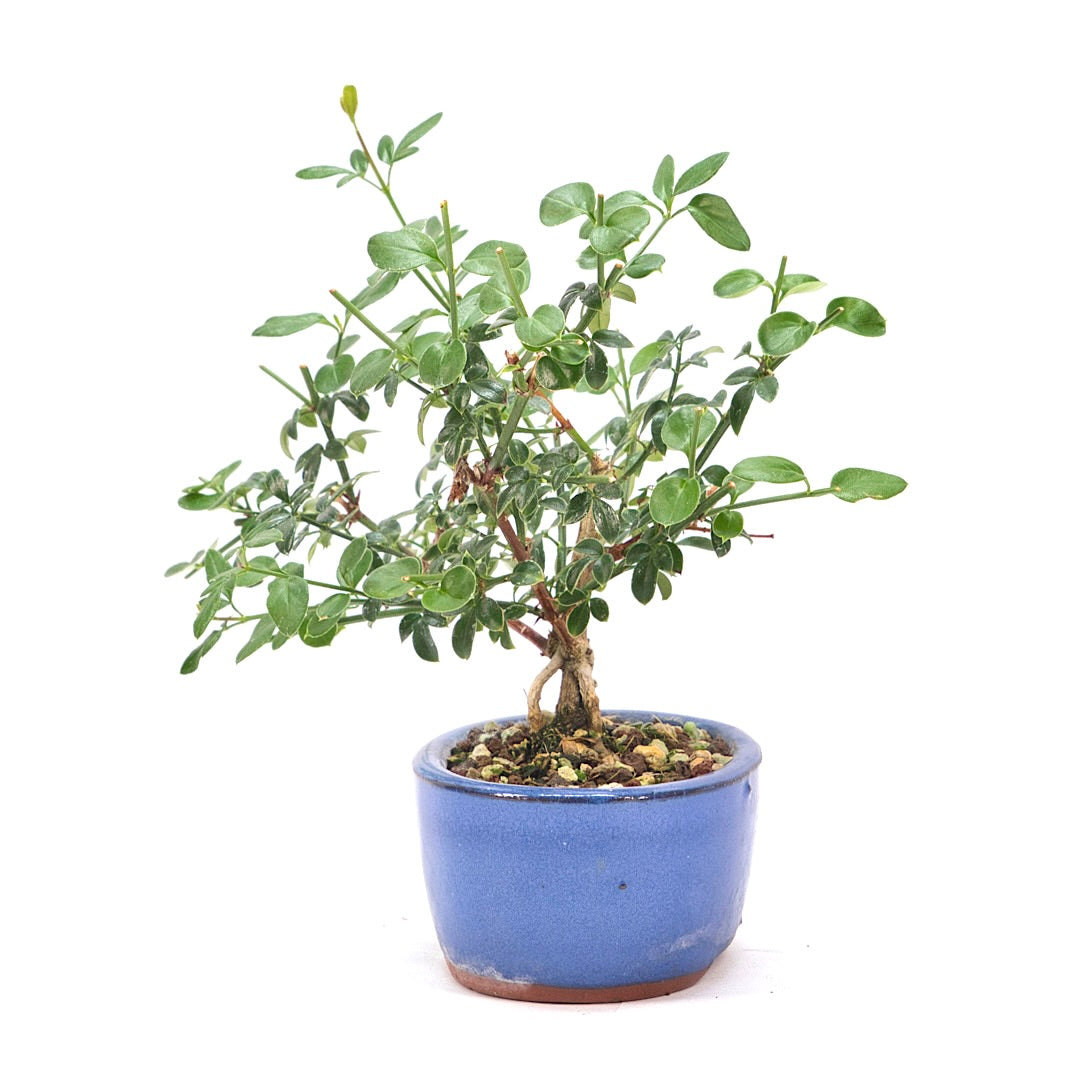 Winterjasmin 'Jasminum nudiforum'