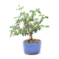 Winterjasmin 'Jasminum nudiforum'