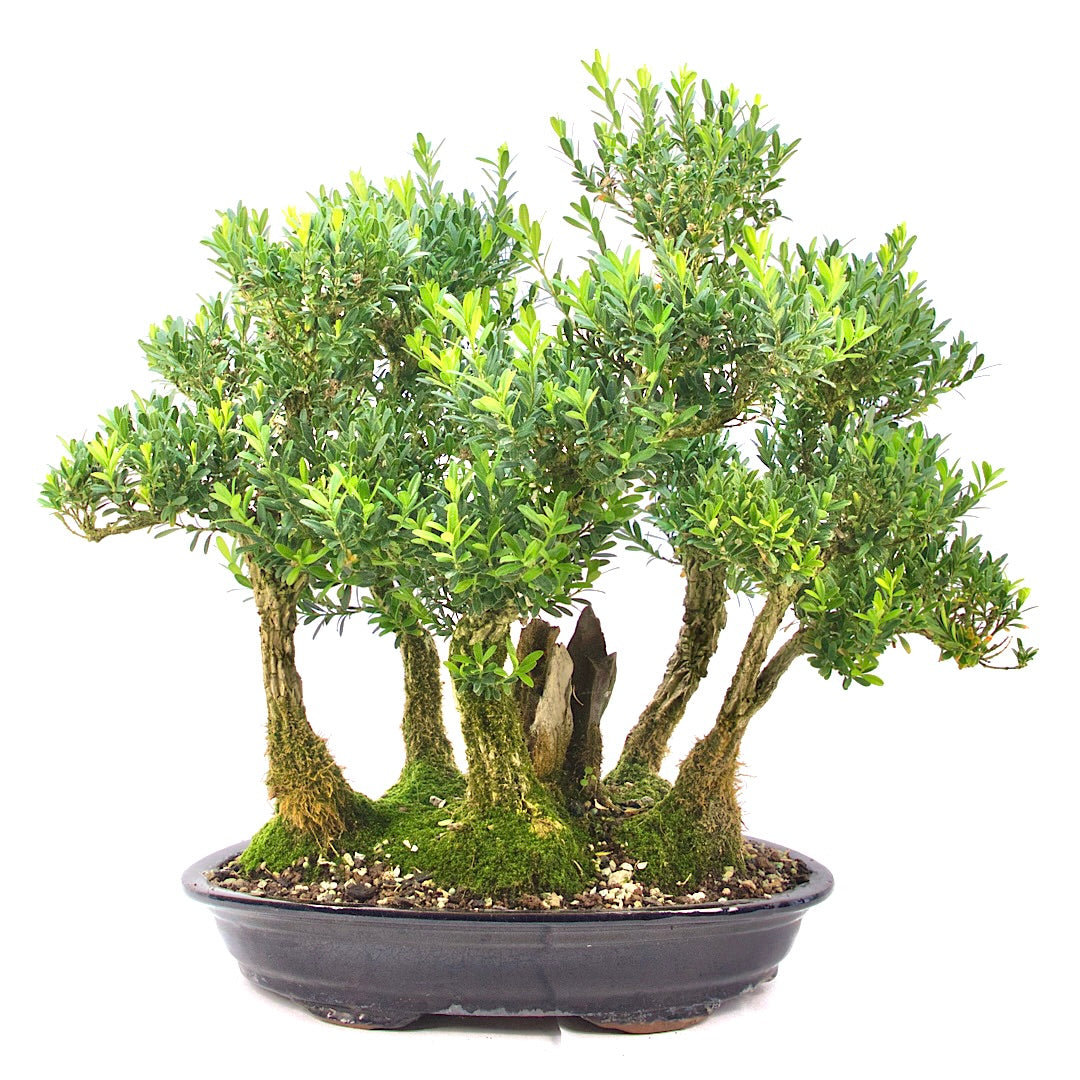 Chinesischer Buchsbaum 'Buxus harlandii'