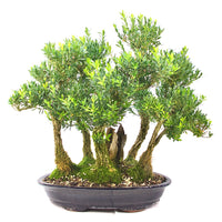 Chinesischer Buchsbaum 'Buxus harlandii'