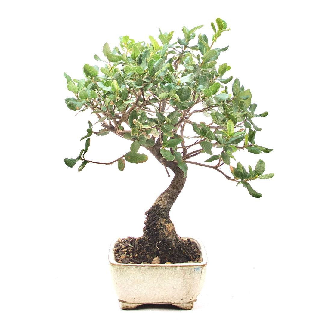 Kork-Eiche 'Quercus suber'