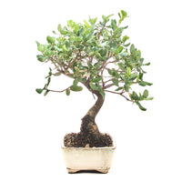 Kork-Eiche 'Quercus suber'