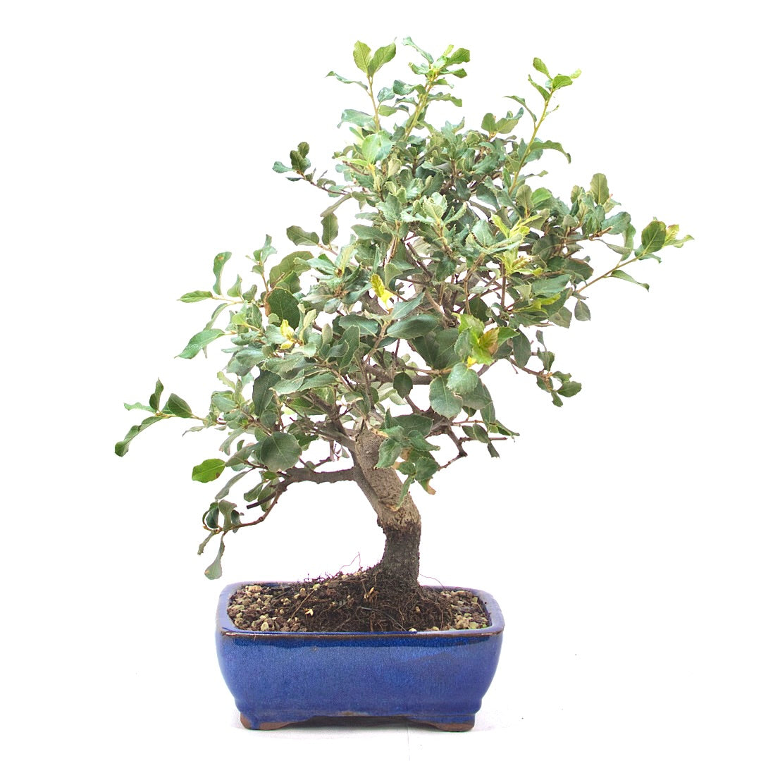 Kork-Eiche 'Quercus suber'