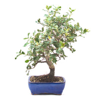 Kork-Eiche 'Quercus suber'