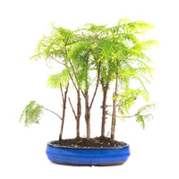 Urwelt Mammutbaum Wald 'Metasequoia glyptostroboides'