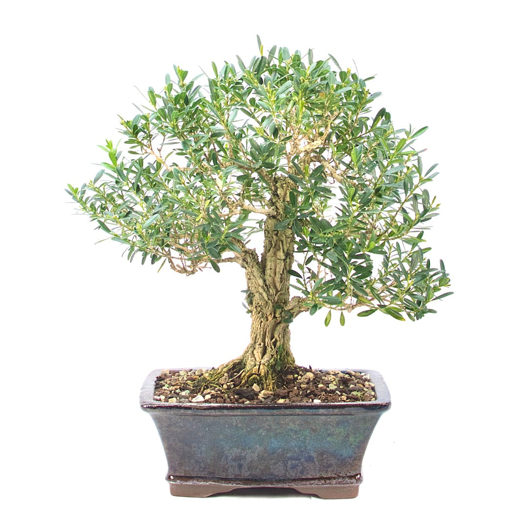 Chinesischer Buchsbaum 'Buxus harlandii'