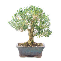 Chinesischer Buchsbaum 'Buxus harlandii'