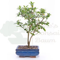 Gewöhnlichen Liguster ‚Ligustrum vulgare‘