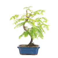 Urwelt Mammutbaum 'Metasequoia glyptostroboides'