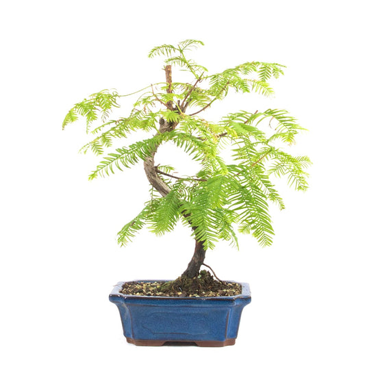 Urwelt Mammutbaum 'Metasequoia glyptostroboides'