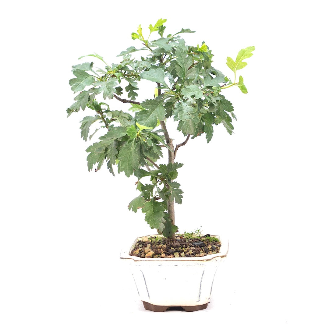 Eingriffelige Weißdorn 'Crataegus monogyna'