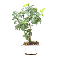 Eingriffelige Weißdorn 'Crataegus monogyna'