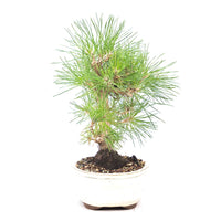 Japanische Schwarzkiefer 'Pinus thunbergii'
