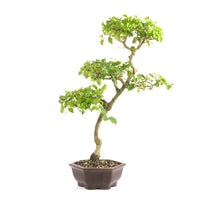 Ovalblättriger Liguster ‚Ligustrum ovalifolium‘