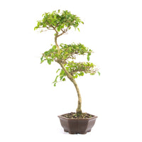 Ovalblättriger Liguster ‚Ligustrum ovalifolium‘