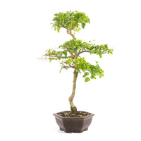Ovalblättriger Liguster ‚Ligustrum ovalifolium‘