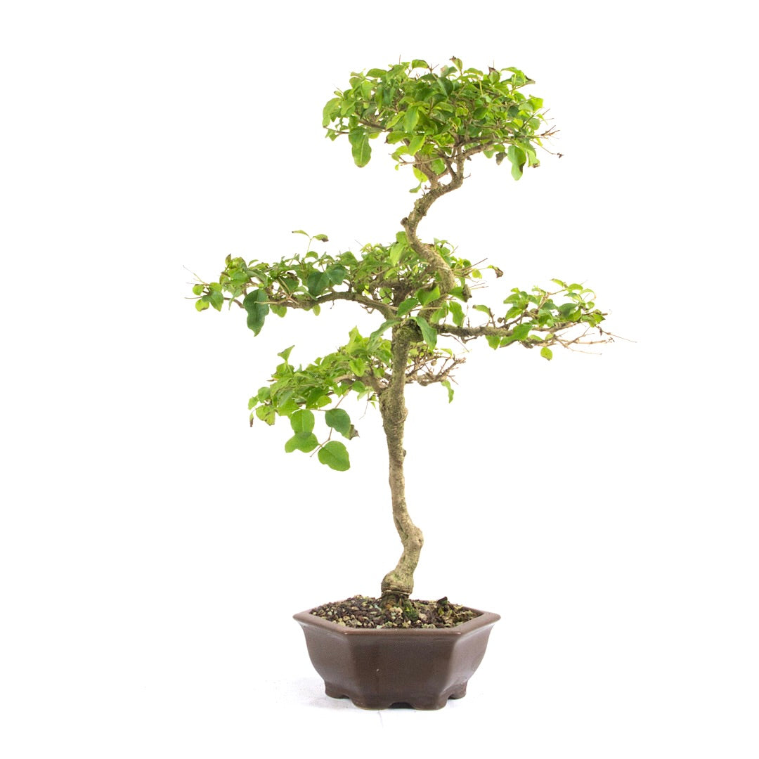 Ovalblättriger Liguster ‚Ligustrum ovalifolium‘