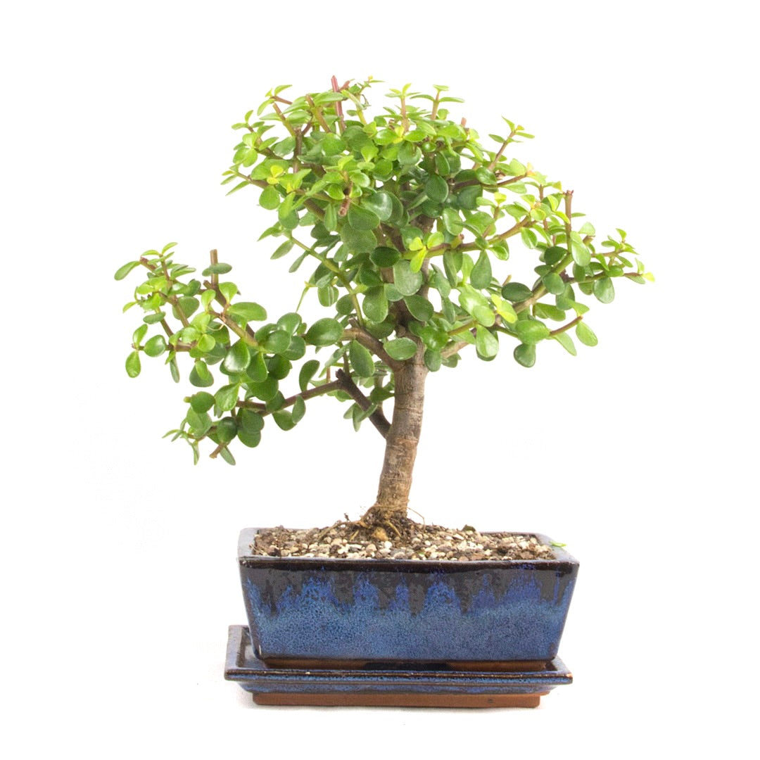 Speckbaum 'Portulacaria afra'