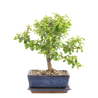 Speckbaum 'Portulacaria afra'