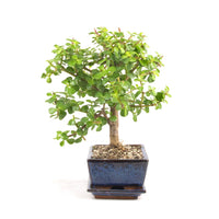 Speckbaum 'Portulacaria afra'