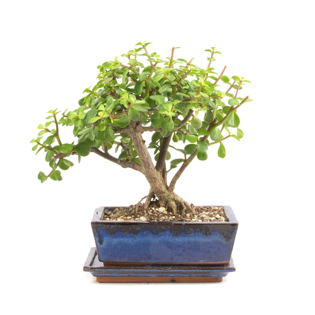 Speckbaum 'Portulacaria afra'