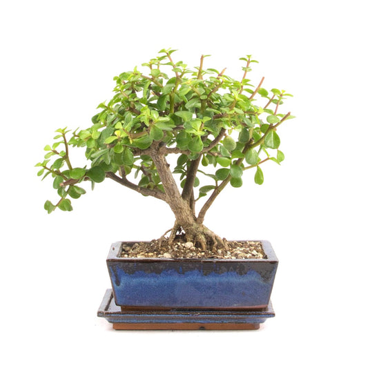 Speckbaum 'Portulacaria afra'