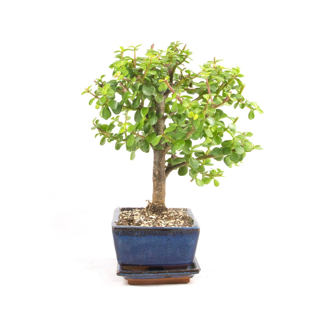 Speckbaum 'Portulacaria afra'