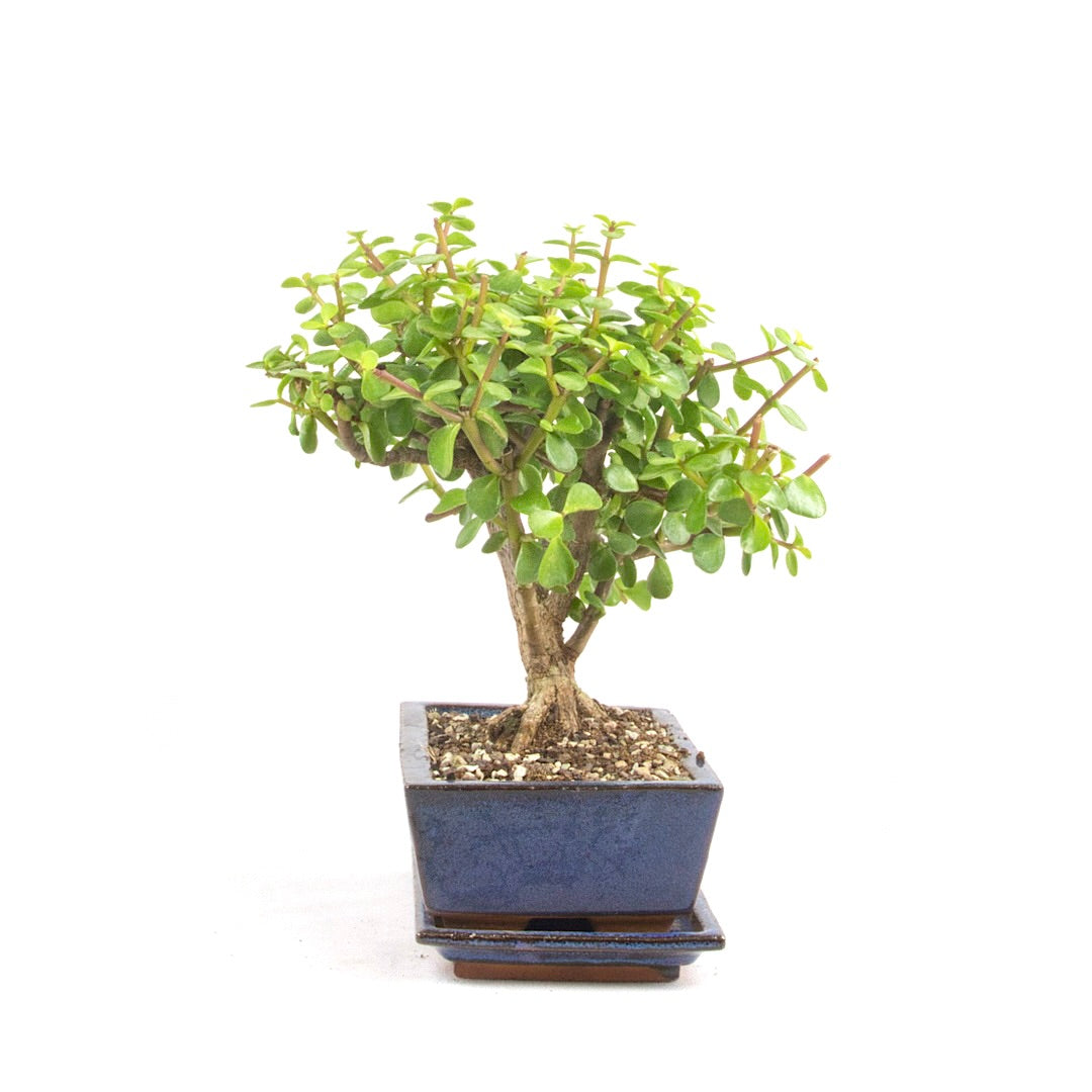 Speckbaum 'Portulacaria afra'