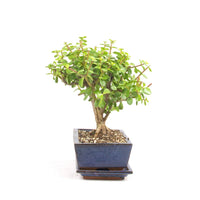 Speckbaum 'Portulacaria afra'