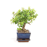Speckbaum 'Portulacaria afra'
