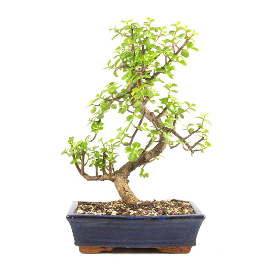 Speckbaum 'Portulacaria afra'