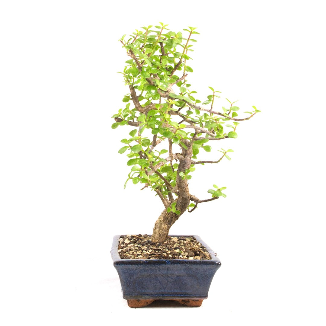 Speckbaum 'Portulacaria afra'