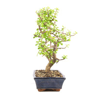 Speckbaum 'Portulacaria afra'